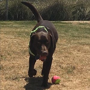 Meet your Posher, Lucy